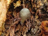 Pluteus americanus image