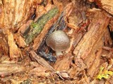 Pluteus americanus image