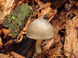 Pluteus americanus image