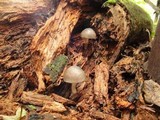 Pluteus americanus image