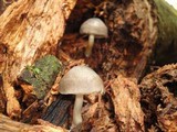 Pluteus americanus image
