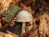 Pluteus americanus image