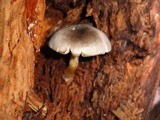 Pluteus americanus image
