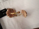 Pluteus americanus image