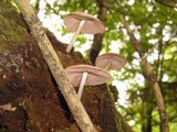 Pluteus americanus image