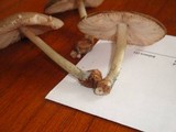 Pluteus americanus image