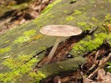 Pluteus americanus image