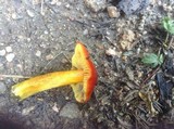 Hygrocybe punicea image