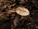 Agaricus silvaticus image