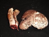 Agaricus silvaticus image