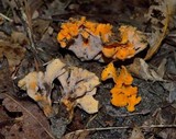 Craterellus odoratus image