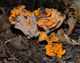 Craterellus odoratus image