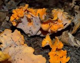 Craterellus odoratus image