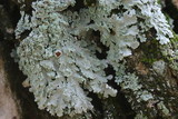 Heterodermia albicans image