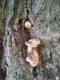 Lentinus tigrinus image