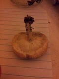 Lentinus tigrinus image
