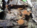 Flammulaster muricatus image