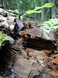 Flammulaster muricatus image