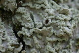 Heterodermia albicans image