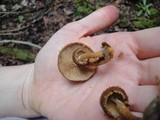 Flammulaster muricatus image