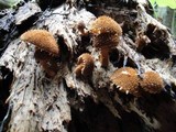 Flammulaster muricatus image