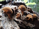 Flammulaster muricatus image
