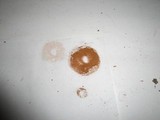 Flammulaster muricatus image