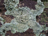 Heterodermia albicans image