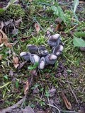 Xylaria polymorpha image