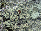 Heterodermia albicans image