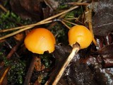 Cuphophyllus pratensis image