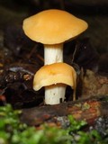 Cuphophyllus pratensis image