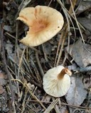 Lepista flaccida image