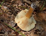 Lactarius volemus image