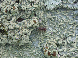 Heterodermia albicans image