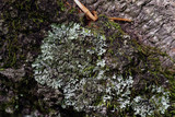 Phaeophyscia adiastola image