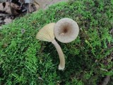 Lactarius griseus image
