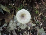 Lactarius griseus image