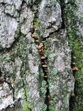 Xeromphalina kauffmanii image