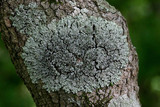 Phaeophyscia ciliata image