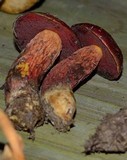 Boletus frostii image