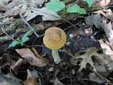 Leccinum pseudoscabrum image