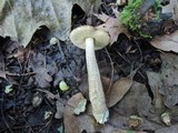 Leccinum pseudoscabrum image