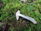 Leccinum pseudoscabrum image