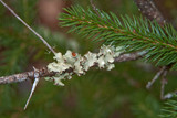 Allocetraria oakesiana image