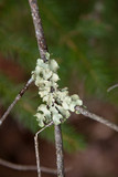 Allocetraria oakesiana image