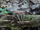 Spinellus fusiger image