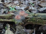 Spinellus fusiger image