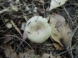 Lactarius cinereus image