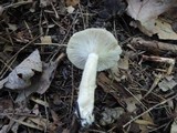 Lactarius cinereus image